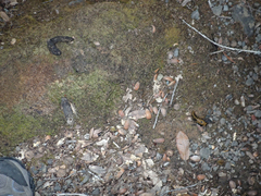 Urocyon cinereoargenteus