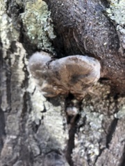 Phellinus