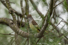 Myiarchus tyrannulus