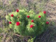 Paeonia tenuifolia