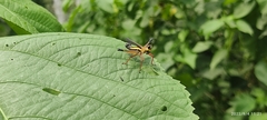 Eumastacidae