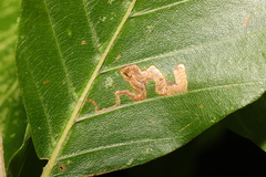 Stigmella tityrella