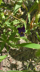Viola tricolor