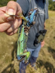 Lacerta viridis