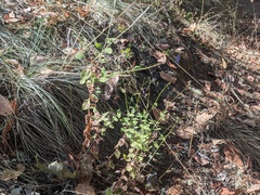 Campanula prenanthoides