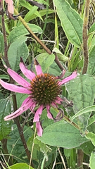 Echinacea purpurea