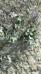 Ramalina americana