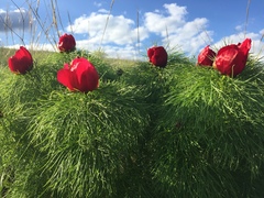 Paeonia tenuifolia