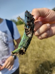 Lacerta viridis