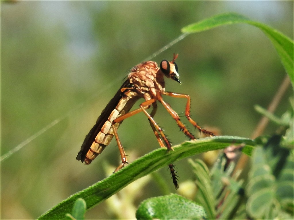 Dark-winged Hanging Thief