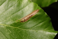 Phyllonorycter maestingella