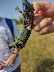 Lacerta viridis