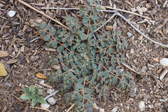 Euphorbia abramsiana