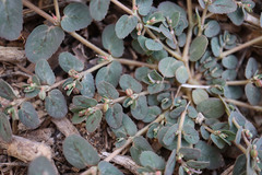 Euphorbia abramsiana