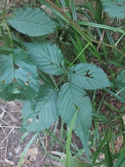 Rubus
