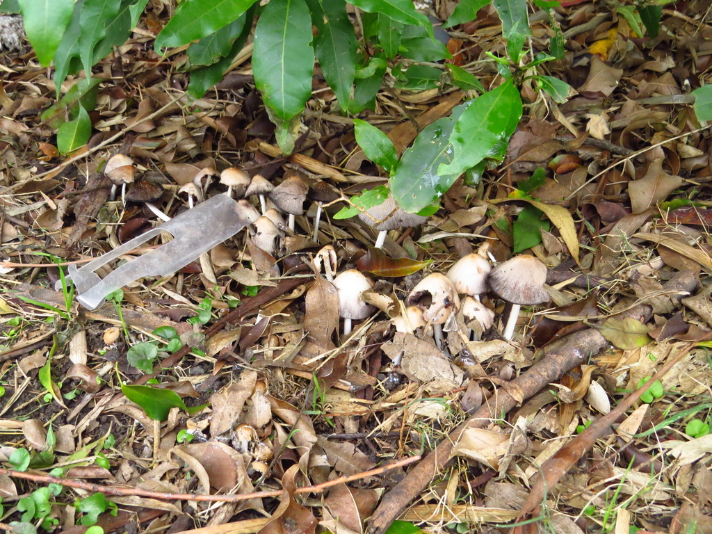 Coprinellus truncorum