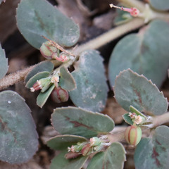 Euphorbia abramsiana