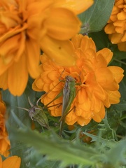 Conocephalus fasciatus