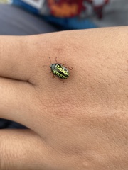 Calligrapha fulvipes