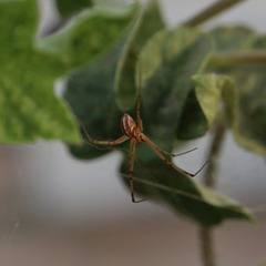 Latrodectus
