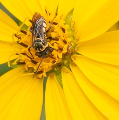 Triepeolus remigatus