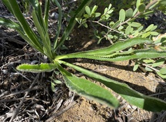 Lichtensteinia trifida