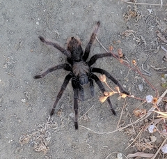 Aphonopelma eutylenum