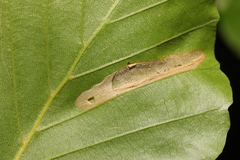 Phyllonorycter maestingella