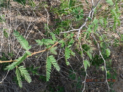 Mimosa tricephala