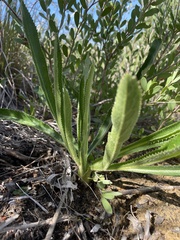 Lichtensteinia trifida