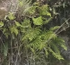 Thelypteris palustris