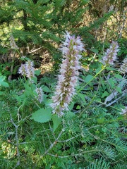 Agastache urticifolia