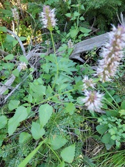 Agastache urticifolia