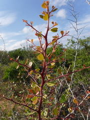 Castela peninsularis