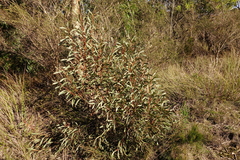 Hakea laurina