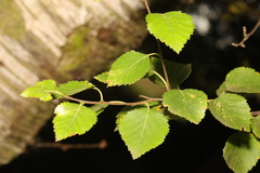 Betula pubescens