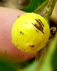 Disholcaspis quercusglobulus