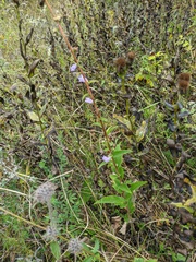 Campanula bononiensis