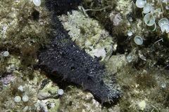 Image of Holothuria tubulosa
