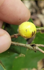 Disholcaspis quercusglobulus