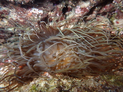 Anemonia viridis