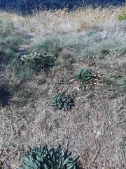 Goniolimon tataricum