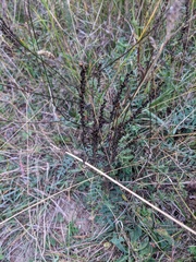 Onobrychis viciifolia