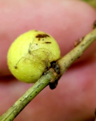 Disholcaspis quercusglobulus