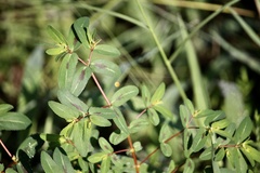 Euphorbia nutans