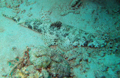 Papilloculiceps longiceps