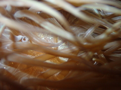 Anemonia viridis
