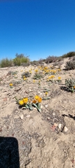 Ornithogalum maculatum