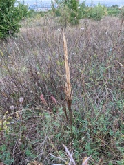 Turritis glabra