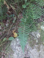 Polypodiopsida